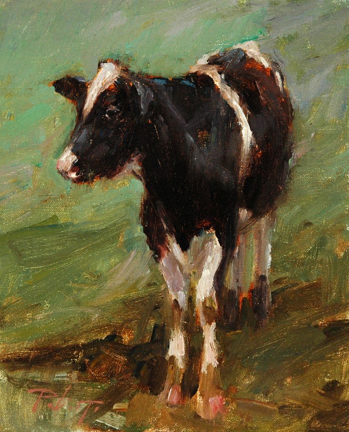 Kyle Paliotto - Coy Cow