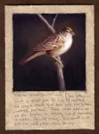 Dave Sellers - Golden Crowned Sparrow